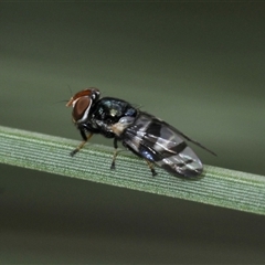 Lenophila achilles at Uriarra Village, ACT - 21 Nov 2024 01:28 PM