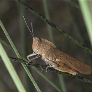 Goniaea australasiae at Uriarra Village, ACT - 21 Nov 2024