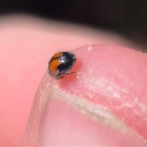 Diomus notescens (Little two-spotted ladybird) at Monga, NSW by clarehoneydove