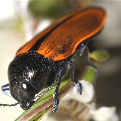 Castiarina subpura (A jewel beetle) at Uriarra Village, ACT - 21 Nov 2024 by Harrisi