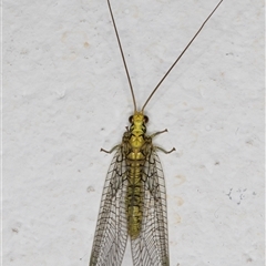 Italochrysa insignis at Melba, ACT - 19 Nov 2024 by kasiaaus