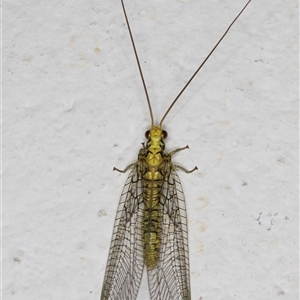 Italochrysa insignis at Melba, ACT - 19 Nov 2024