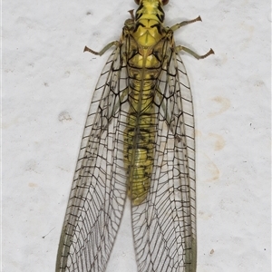 Italochrysa insignis at Melba, ACT - 19 Nov 2024