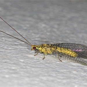 Italochrysa insignis at Melba, ACT - 19 Nov 2024