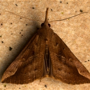 Hypena pelodes at Bulli, NSW - suppressed