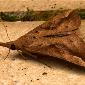 Hypena pelodes at Bulli, NSW - suppressed