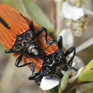 Castiarina nasuta at Uriarra Village, ACT - 21 Nov 2024 01:03 PM