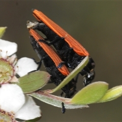 Castiarina nasuta at Uriarra Village, ACT - 21 Nov 2024 01:03 PM