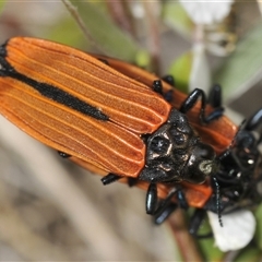 Castiarina nasuta at Uriarra Village, ACT - 21 Nov 2024 01:03 PM