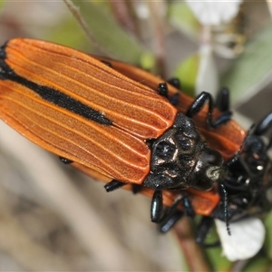 Castiarina nasuta at Uriarra Village, ACT - 21 Nov 2024 01:03 PM