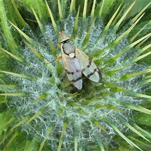 Euribia solstitialis (Nodding Thistle Gall Fly) at Bungendore, NSW by clarehoneydove