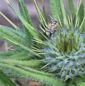 Euribia solstitialis at Bungendore, NSW - suppressed