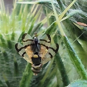 Euribia solstitialis at Bungendore, NSW - suppressed