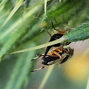 Euribia solstitialis at Bungendore, NSW - suppressed