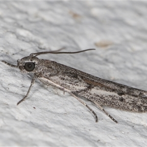 Homoeosoma vagella at Melba, ACT - 19 Nov 2024 11:58 PM