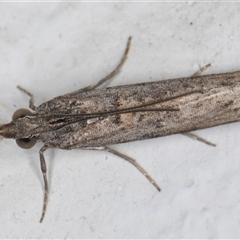 Unidentified Pyralid or Snout Moth (Pyralidae & Crambidae) at Melba, ACT - 19 Nov 2024 by kasiaaus