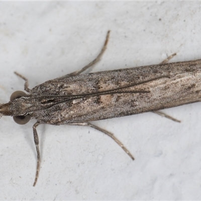 Crocydopora cinigerella (A Pyralid moth) at Melba, ACT - 19 Nov 2024 by kasiaaus