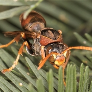 Polistes (Polistella) humilis at Bruce, ACT - 20 Nov 2024