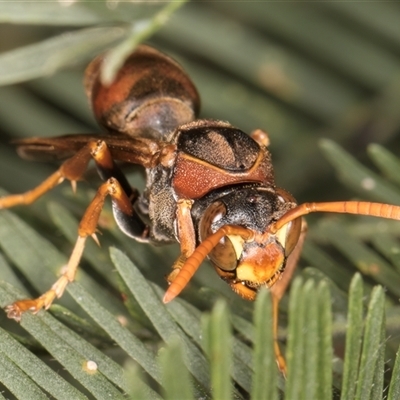 Polistes (Polistella) humilis (Common Paper Wasp) at Bruce, ACT - 20 Nov 2024 by kasiaaus