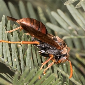 Polistes (Polistella) humilis at Bruce, ACT - 20 Nov 2024 10:30 AM