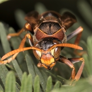 Polistes (Polistella) humilis at Bruce, ACT - 20 Nov 2024 10:30 AM