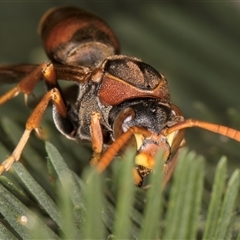 Polistes (Polistella) humilis at Bruce, ACT - 20 Nov 2024