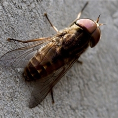 Dasybasis sp. (genus) (A march fly) at Bungonia, NSW - 17 Nov 2024 by KorinneM