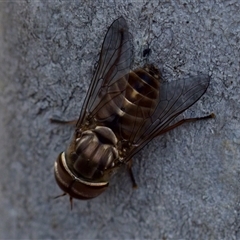 Dasybasis sp. (genus) at Bungonia, NSW - 17 Nov 2024