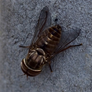 Dasybasis sp. (genus) at Bungonia, NSW - 17 Nov 2024 11:44 AM