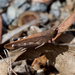 Goniaea opomaloides at Bungonia, NSW - 17 Nov 2024 by KorinneM