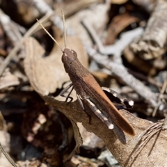 Goniaea opomaloides at Bungonia, NSW - 17 Nov 2024 11:46 AM