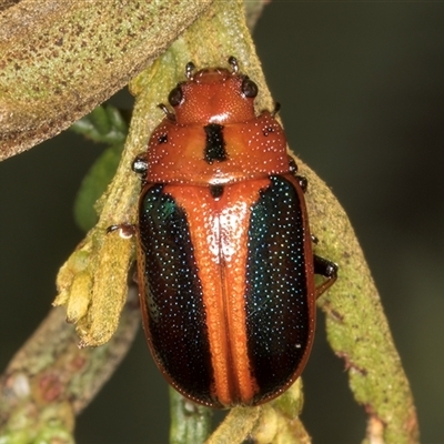 Calomela curtisi (Acacia leaf beetle) at Bruce, ACT - 20 Nov 2024 by kasiaaus