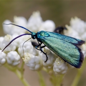 Pollanisus (genus) (A Forester Moth) at Bungonia, NSW by KorinneM