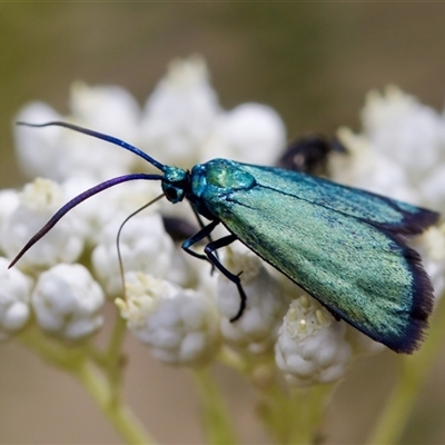 Pollanisus (genus) (A Forester Moth) at Bungonia, NSW - 17 Nov 2024 by KorinneM