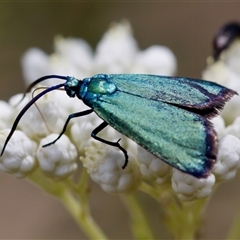 Pollanisus (genus) at Bungonia, NSW - 17 Nov 2024