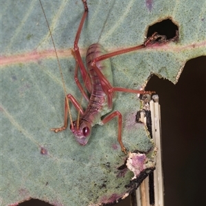 Unidentified Katydid (Tettigoniidae) at Bruce, ACT by kasiaaus