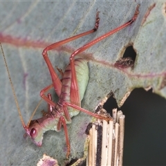 Torbia viridissima at Bruce, ACT - 20 Nov 2024 10:38 AM