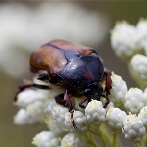 Bisallardiana gymnopleura at Bungonia, NSW - 17 Nov 2024 11:54 AM