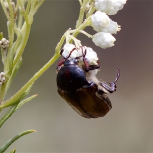 Bisallardiana gymnopleura at Bungonia, NSW - 17 Nov 2024 11:54 AM