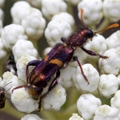 Eleale pulchra (Clerid beetle) at Bungonia, NSW - 17 Nov 2024 by KorinneM