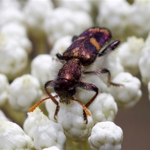 Eleale pulchra at Bungonia, NSW - 17 Nov 2024