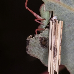 Clania lewinii & similar Casemoths (Parallel stick Case Moths) at Bruce, ACT by kasiaaus