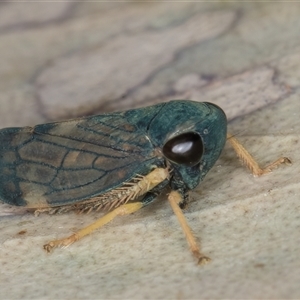 Neotartessus flavipes at Bruce, ACT - 20 Nov 2024 10:37 AM