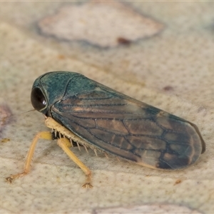 Neotartessus flavipes at Bruce, ACT - 20 Nov 2024 10:37 AM