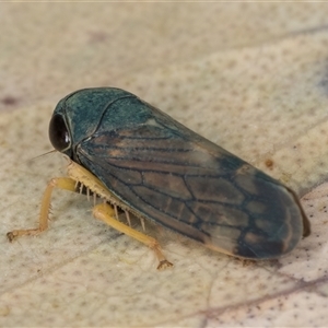 Neotartessus flavipes at Bruce, ACT - 20 Nov 2024 10:37 AM