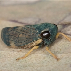 Neotartessus flavipes at Bruce, ACT - 20 Nov 2024 10:37 AM