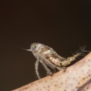 Tartessini sp. (tribe) (A leafhopper) at Bruce, ACT by kasiaaus