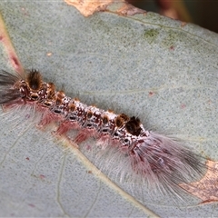 Euproctis baliolalis (Browntail Gum Moth) at Bruce, ACT - 20 Nov 2024 by kasiaaus