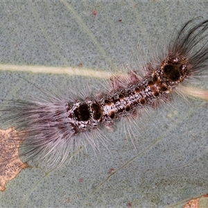 Euproctis baliolalis at Bruce, ACT - 20 Nov 2024