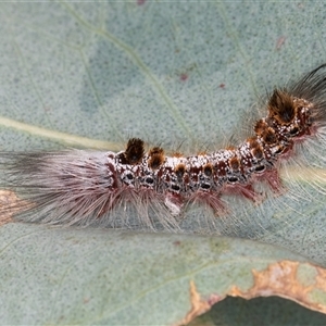 Euproctis baliolalis at Bruce, ACT - 20 Nov 2024